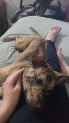 Lost Female Dog last seen Norfolk st mims florida, Mims, FL 32754