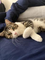 Lost Male Cat last seen 108th and Ainsworth, Tacoma, WA 98444
