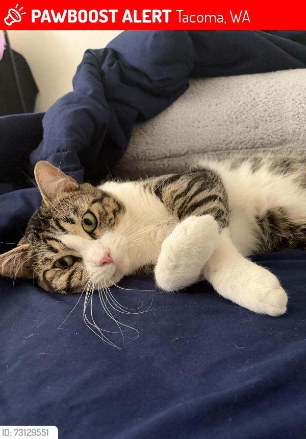 Lost Male Cat last seen 108th and Ainsworth, Tacoma, WA 98444