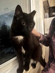 Lost Male Cat last seen Outside of his home on Madison Av, Montréal, QC H4B 2T6