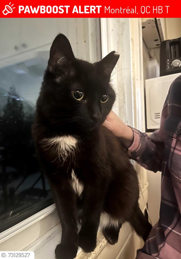Lost Male Cat last seen Outside of his home on Madison Av, Montréal, QC H4B 2T6