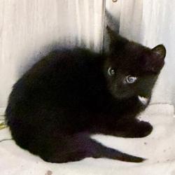Shelter Stray Male Cat last seen Felland Rd, Madison 1, City of, WI, 5132 Voges Rd, Madison, WI 53718, USA