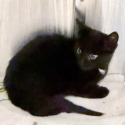 Shelter Stray Male Cat last seen Felland Rd, Madison 1, City of, WI, 5132 Voges Rd, Madison, WI 53718, USA