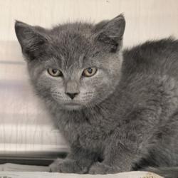 Shelter Stray Female Cat last seen Jenness Ave, Mc Farland, Village of, WI, 5132 Voges Rd, Madison, WI 53718, USA