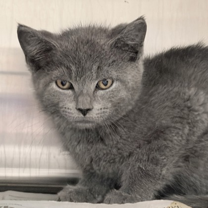 Shelter Stray Female Cat last seen Jenness Ave, Mc Farland, Village of, WI, 5132 Voges Rd, Madison, WI 53718, USA