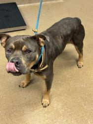 Shelter Stray Male Dog last seen Near Pine Ridge DR, 30087, GA, 3280 Chamblee Dunwoody Rd, Chamblee, GA 30341, USA