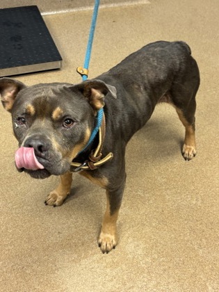 Shelter Stray Male Dog last seen Near Pine Ridge DR, 30087, GA, 3280 Chamblee Dunwoody Rd, Chamblee, GA 30341, USA