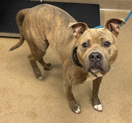 Shelter Stray Male Dog last seen Near Fair Pines Cove Stone Mountain, 30083, 30083, GA, 3280 Chamblee Dunwoody Rd, Chamblee, GA 30341, USA