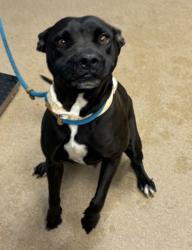 Shelter Stray Female Dog last seen Near Covington Highway Decatur, 30035,, 30035, GA, 3280 Chamblee Dunwoody Rd, Chamblee, GA 30341, USA
