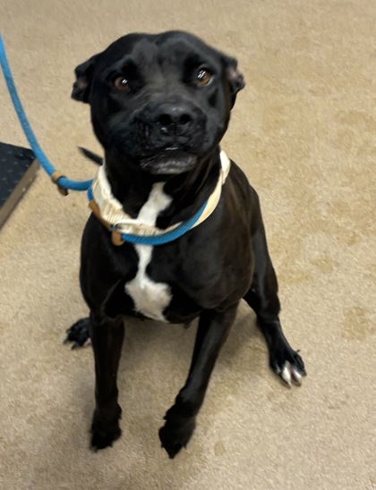 Shelter Stray Female Dog last seen Near Covington Highway Decatur, 30035,, 30035, GA, 3280 Chamblee Dunwoody Rd, Chamblee, GA 30341, USA