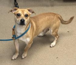 Shelter Stray Male Dog last seen Near Meadowood Terrace, 30038, GA, 3280 Chamblee Dunwoody Rd, Chamblee, GA 30341, USA
