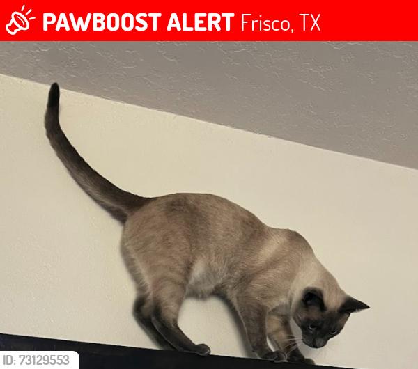 Lost Male Cat last seen McKinney Road & Mimosa Road, Frisco, TX 75033