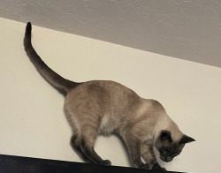 Lost Male Cat last seen McKinney Road & Mimosa Road, Frisco, TX 75033