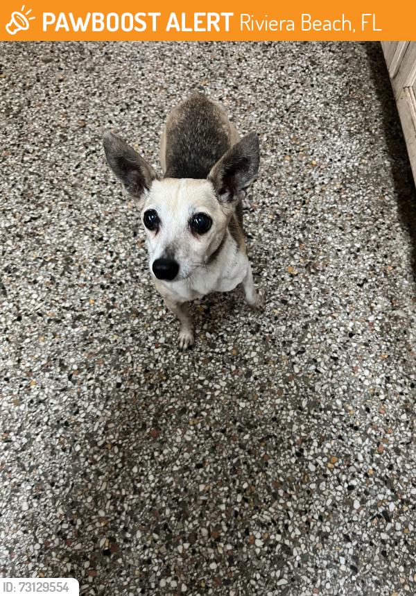 Found/Stray Female Dog last seen On the dock at riviera beach marina., Riviera Beach, FL 33404