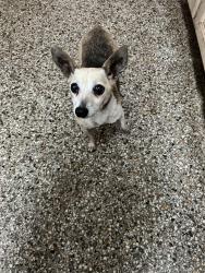 Found/Stray Female Dog last seen On the dock at riviera beach marina., Riviera Beach, FL 33404