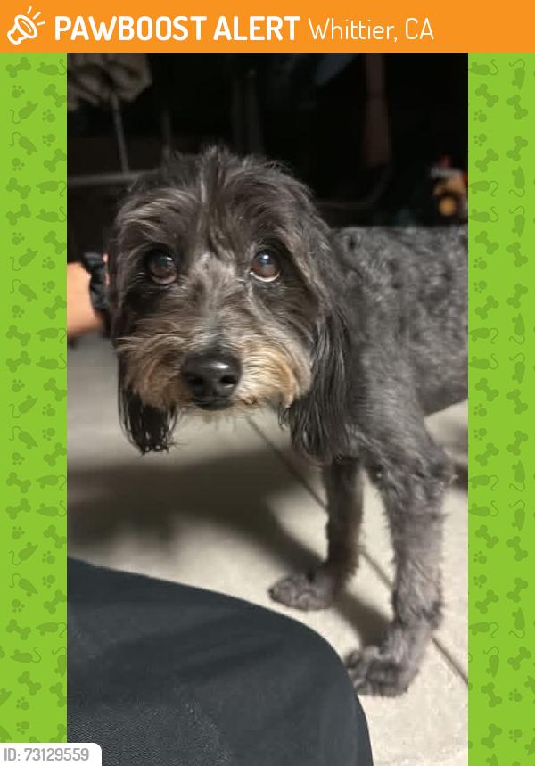 Found/Stray Male Dog last seen Calmada, Whittier, CA 90605