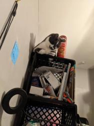 Reunited Male Cat last seen Albemarle Ave and Abbey Terrace, Drexel Hill, PA 19026