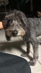 Found/Stray Male Dog last seen Calmada, Whittier, CA 90605
