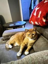 Lost Male Cat last seen Panhandle Road, Clayton County, GA 30228