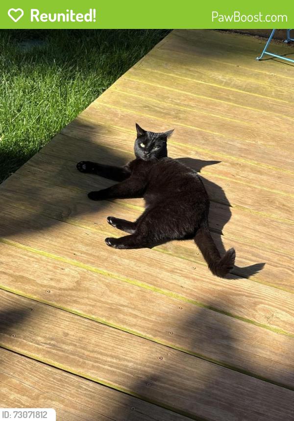 Reunited Female Cat last seen River road, locust ave, Charlottesville, VA 22901