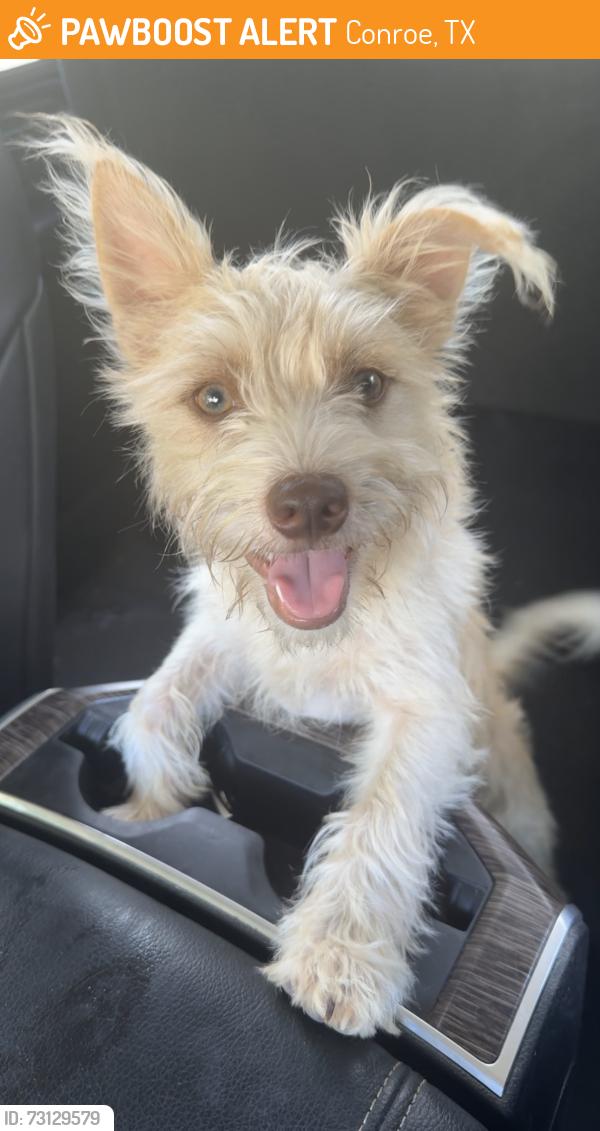 Found/Stray Male Dog last seen Planet fitness, Conroe, TX 77301