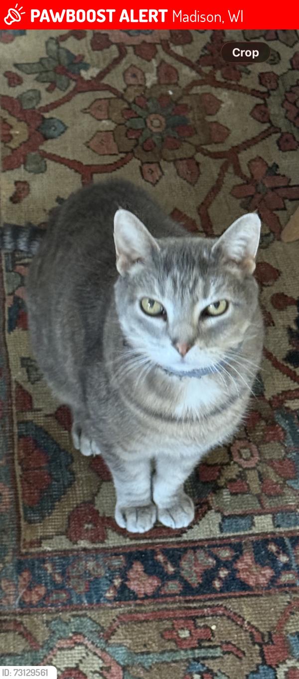 Lost Male Cat last seen Harvard Drive, near swimming pool and community gardens., Madison, WI 53705