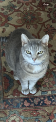 Lost Male Cat last seen Harvard Drive, near swimming pool and community gardens., Madison, WI 53705