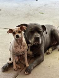 Reunited Male Dog last seen Eppinger Blvd, Thornton, CO 80229, USA, Thornton, CO 80229