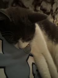 Reunited Female Cat last seen Sorrento St and Cambridge Ave, Detroit, MI 48235