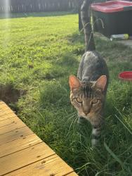 Found/Stray Male Cat last seen Winners circle, Cabot, AR 72023