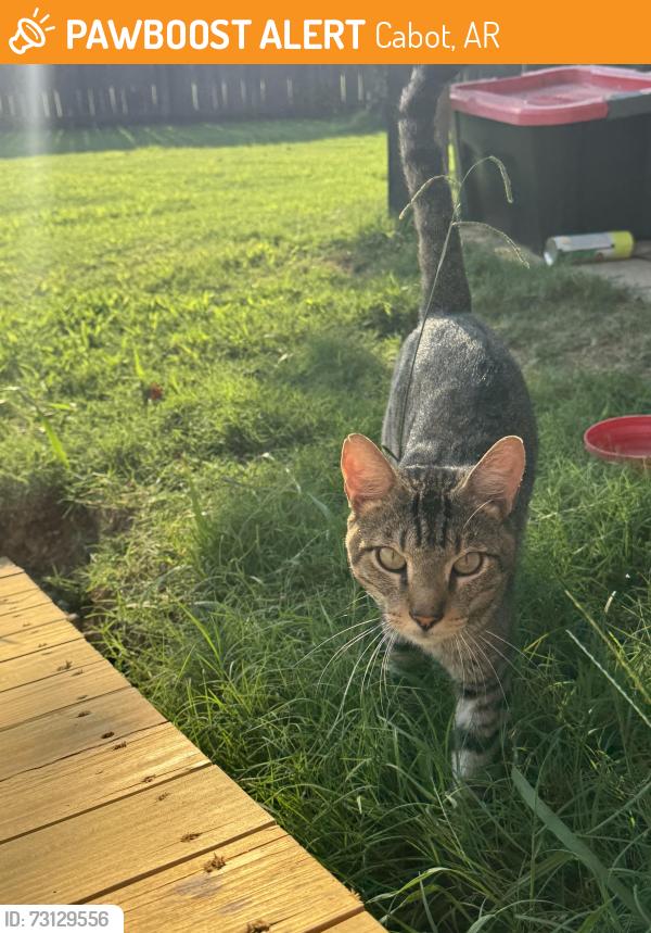 Found/Stray Male Cat last seen Winners circle, Cabot, AR 72023