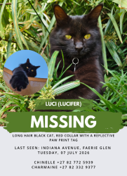 Lost Male Cat last seen Atterbury Value Mart, Pretoria, GP 0043
