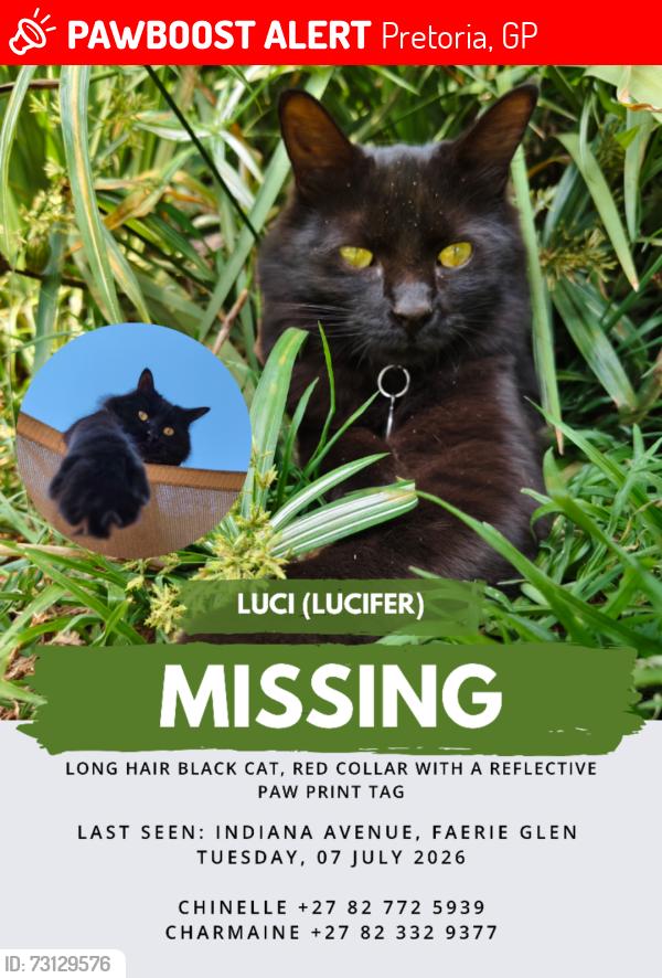 Lost Male Cat last seen Atterbury Value Mart, Pretoria, GP 0043
