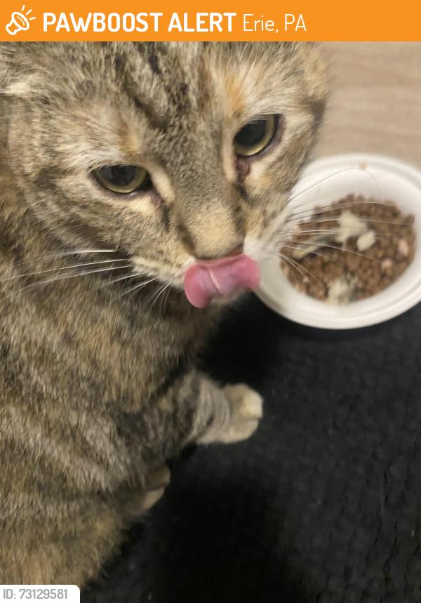 Found/Stray Unknown Cat last seen Near Wayne street, Erie, PA 16504