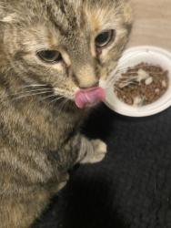 Found/Stray Unknown Cat last seen Near Wayne street, Erie, PA 16504