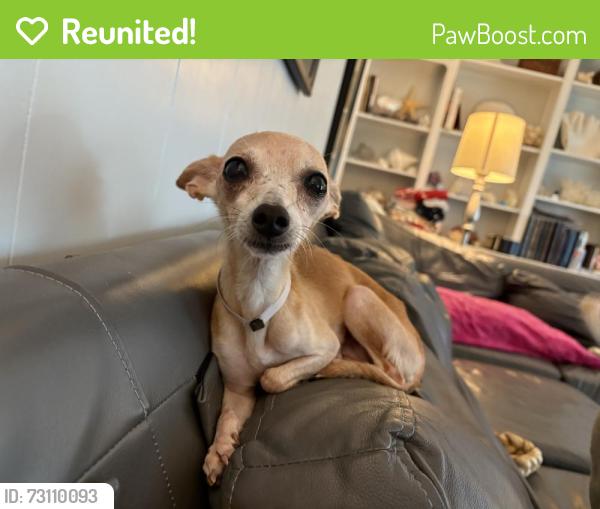 Reunited Female Dog last seen Green Tee Dr, Pearland, TX 77089