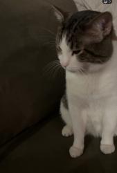 Lost Male Cat last seen 72nd canosa, Westminster, CO 80030