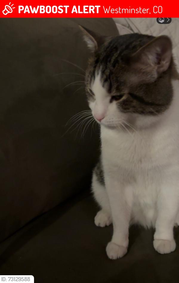 Lost Male Cat last seen 72nd canosa, Westminster, CO 80030