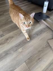 Reunited Unknown Cat last seen Outside my apmt, Montréal, QC H4V 2V4