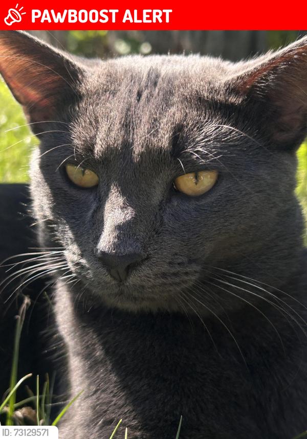 Lost Male Cat last seen Near holmead road , Eight Mile Plains, QLD 4113