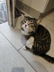 Lost Male Cat last seen Hadley Telford, Hadley, England 
