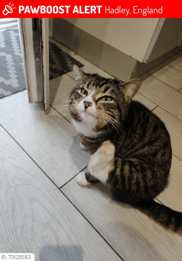 Lost Male Cat last seen Hadley Telford, Hadley, England 