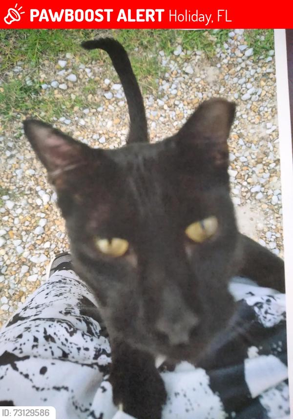 Lost Unknown Cat last seen Mile stretch and 19, Holiday, FL 34690