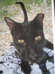 Lost Unknown Cat last seen Mile stretch and 19, Holiday, FL 34690