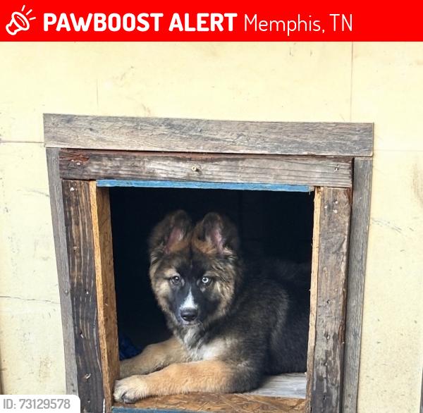 Lost Male Dog last seen Kingsbury Elementary School, Memphis, TN 38108