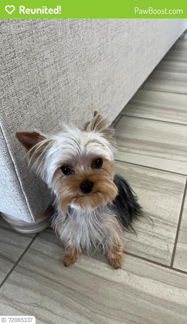 Reunited Female Dog last seen Stockton, El Paso, TX 79928