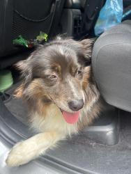 Reunited Female Dog last seen Hunters woods drive. Simpsonville, Simpsonville, SC 29680