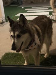 Lost Female Dog last seen Rojas ave, Horizon City, TX 79928