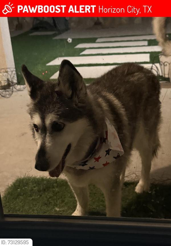 Lost Female Dog last seen Rojas ave, Horizon City, TX 79928