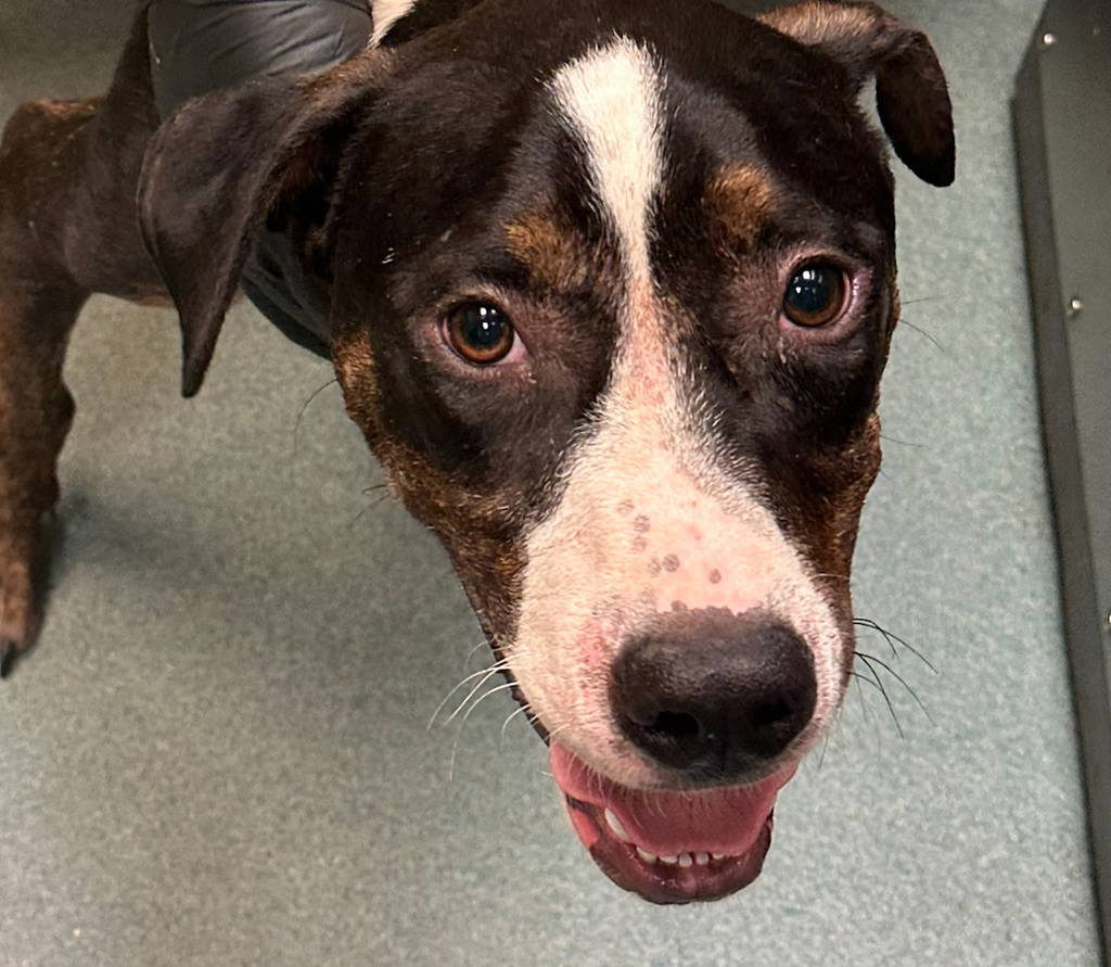 Shelter Stray Male Dog last seen Near E Gannon Avenue, ZEBULON, NC, 27597, 820 Beacon Lake Dr, Raleigh, NC 27610, USA